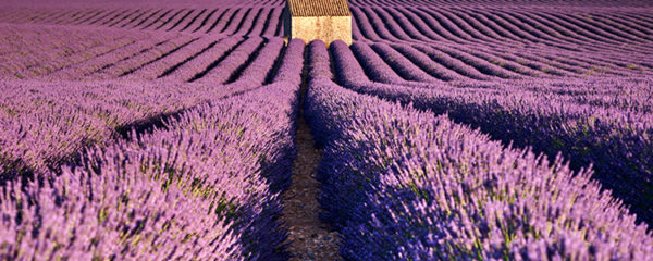 fleurs du sud