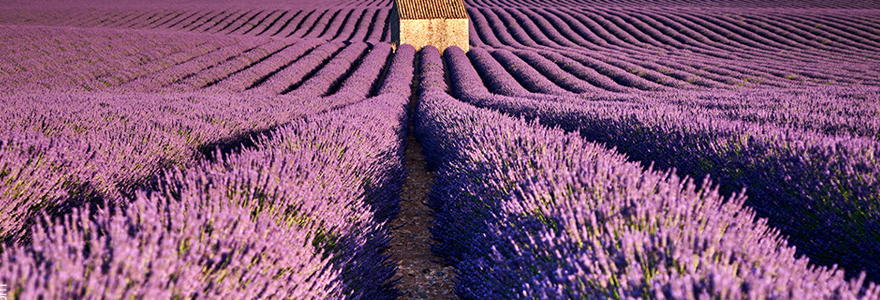 fleurs du sud