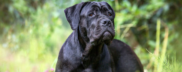 Cane Corso