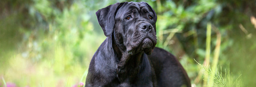 Cane Corso